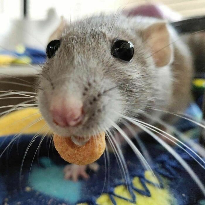 Cutest Cheerio Chomper Ever