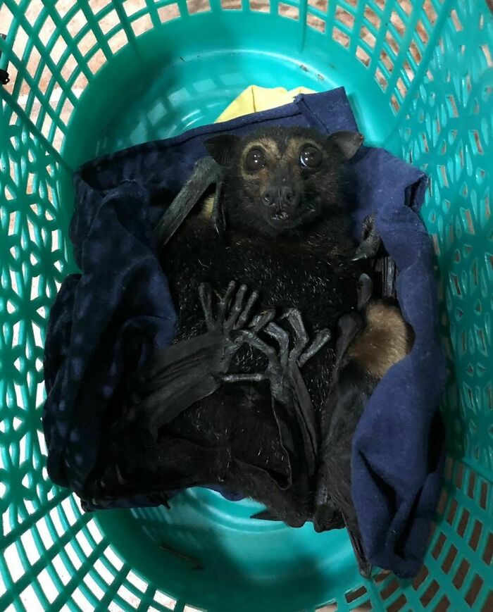 This Spectacled Flying Fox Mum And Pup Came Into Care Today