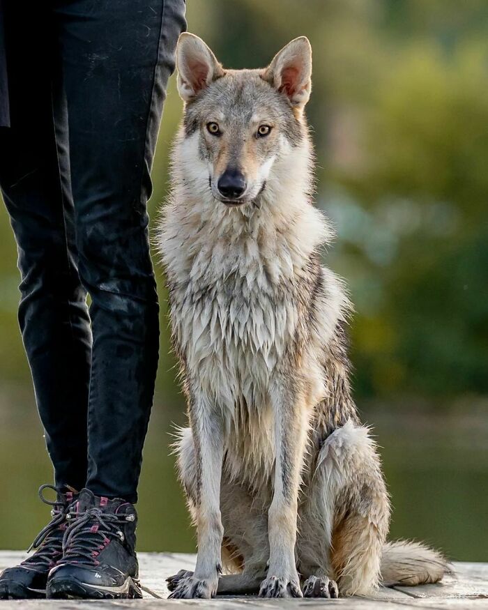 Pizi, 8.5 Months Old Pure Love, You Brought Such A Lot Of Shine And Joy Into My Life!