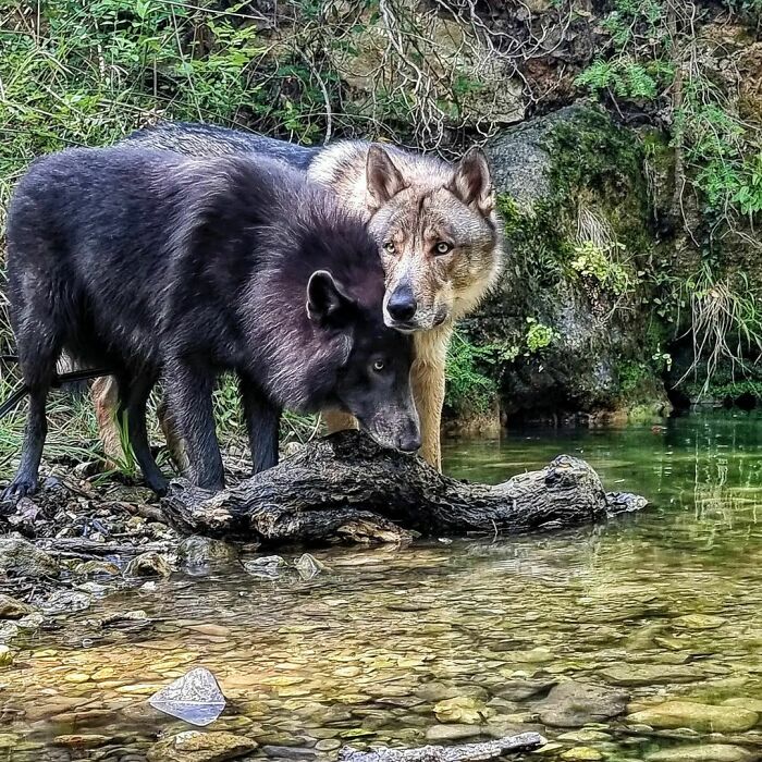 Vlad And Haku, My Two Inseparables!