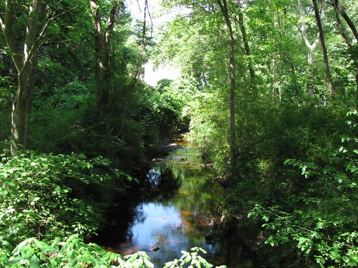 small river in a deep forest