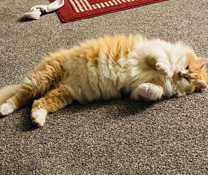 Norwegian Forest Cat Fur Ball