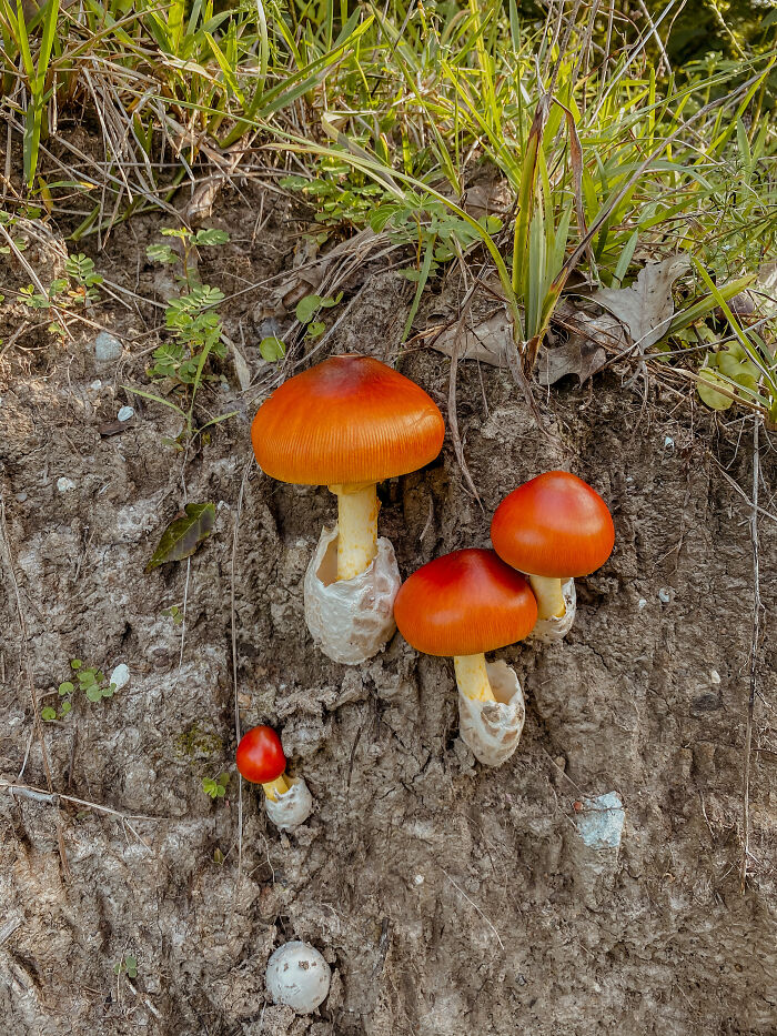 Moss Bluff, Louisiana