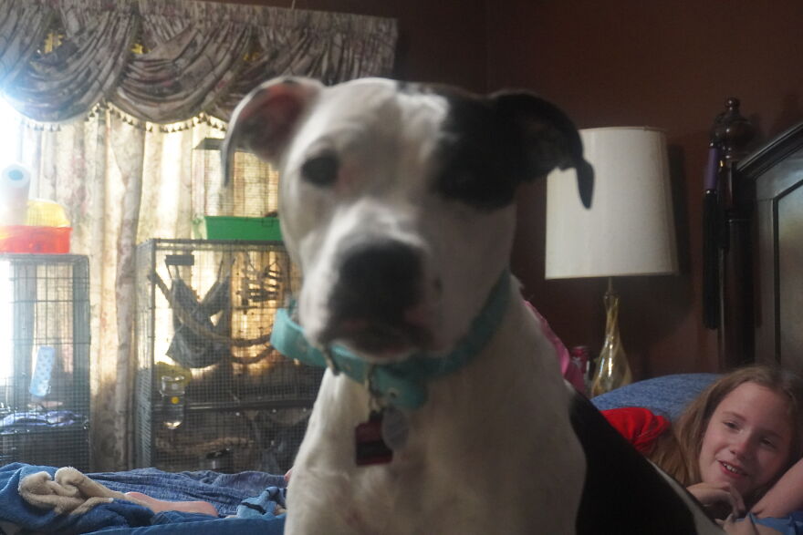 Pitbull: Misunderstood Or Dangerous?
