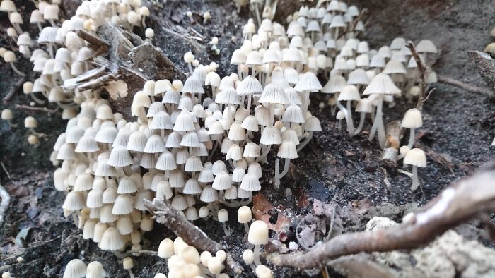 Coprinellus Disseminatus, Holland