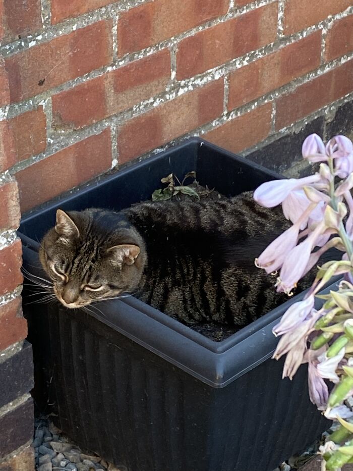 Grow Your Own Cat-Nip