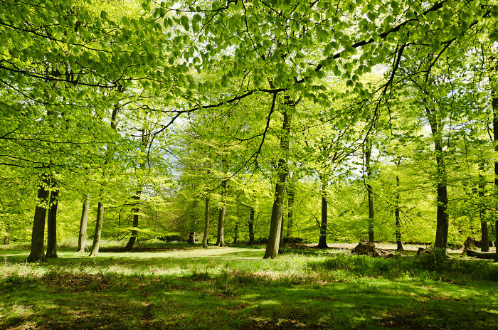 green trees in the middle of the forest