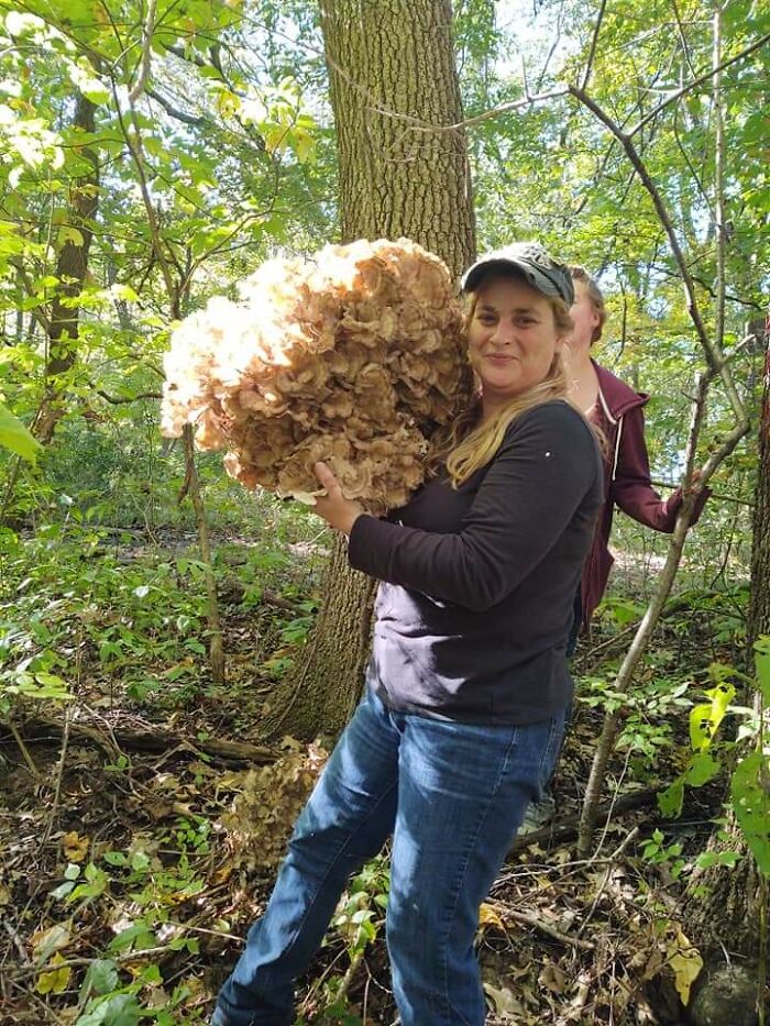 Giant Hen Of The Woods Peoria Illinois