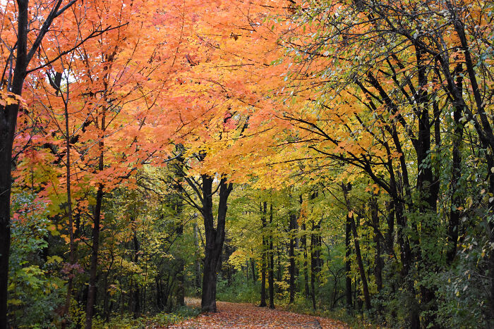 Fall In Ottawa, Canada By Juliette Giannesini