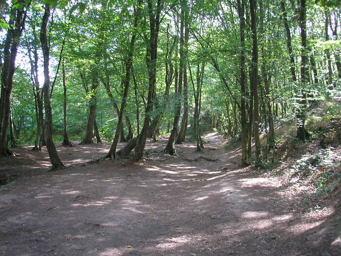 the path in the forest