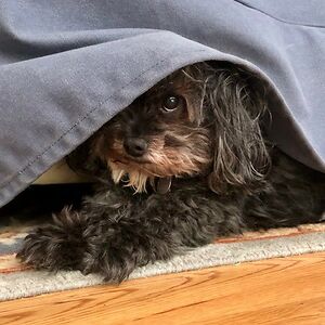 lillian-youngkin avatar