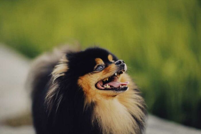 German Spitz