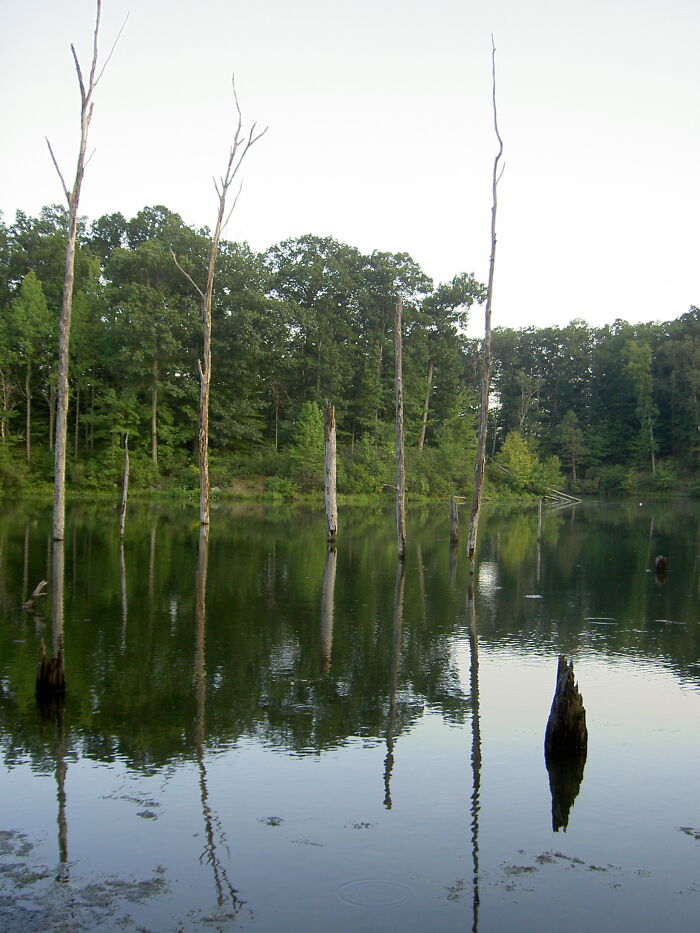 tree trunks in the lake near the forest