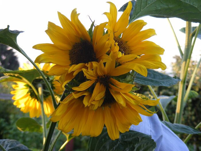 2016; Sunflower - One Seed - One Branch - 4 Flowers