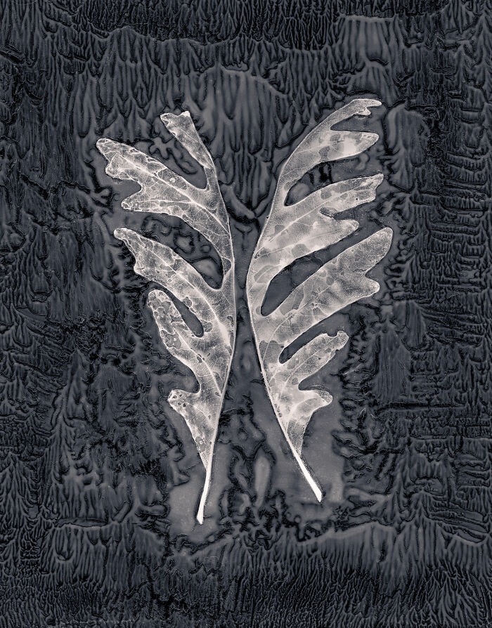 Leaf Cut #36 (Oak), 2018 © Gregory Spaid