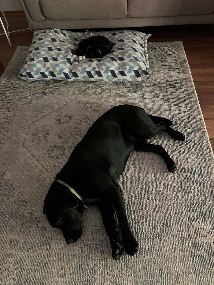 Cat Stealing The Dog's Bed
