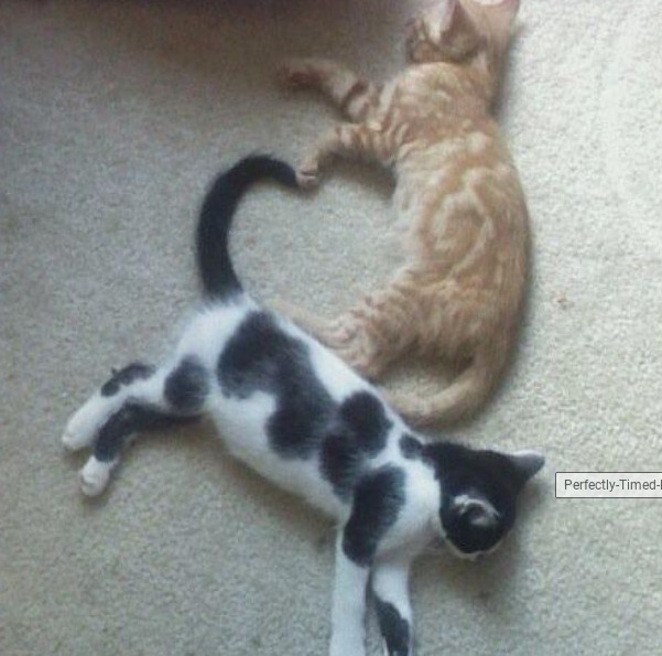 Hey Pandas! Have A Picture You Took That You Want A Cartoon Version Of? Post It Here And Il Reply To It With My Work!