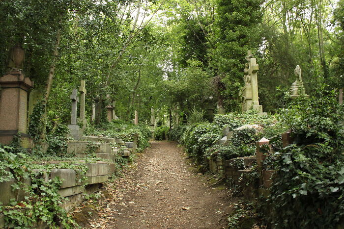 cemetery in the forest