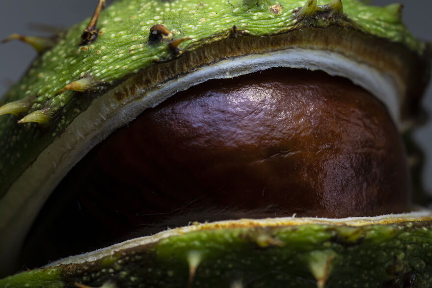 I Did A Professional Photoshoot Of Conkers!