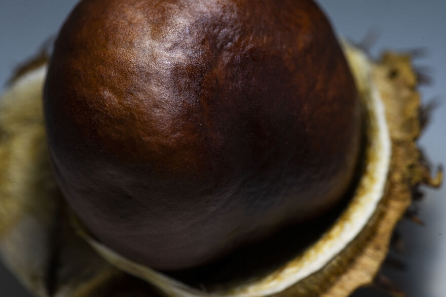 I Did A Professional Photoshoot Of Conkers!