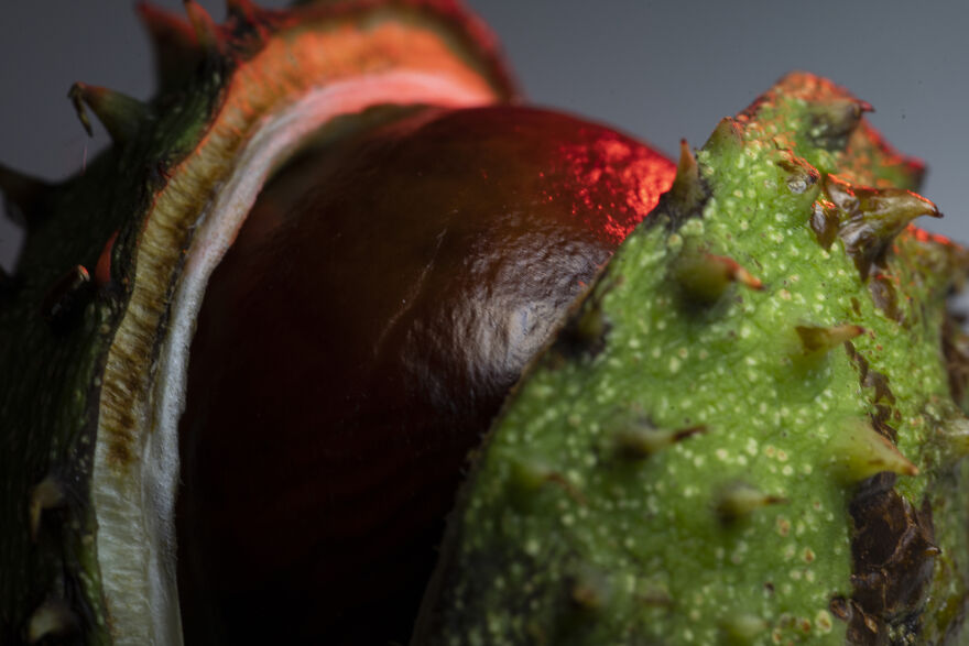 I Did A Professional Photoshoot Of Conkers!