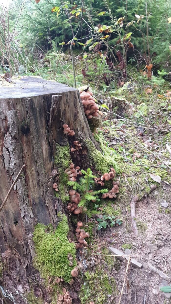 Opintici,sat Gemenea,suceava