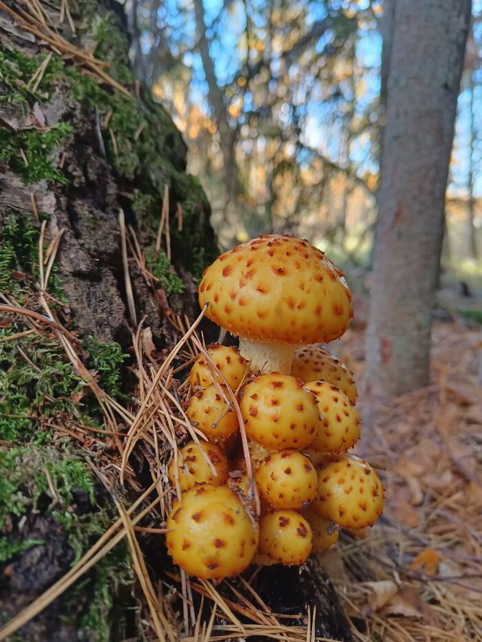Dubrava Swamp, Lithuania