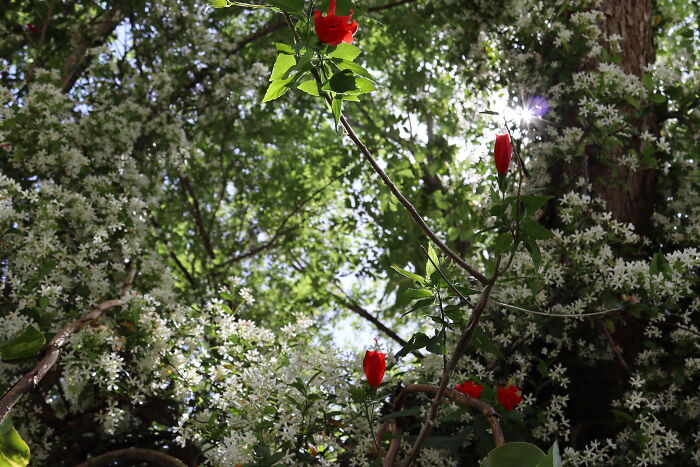 The Most Beautiful Tree In My Neighborhood