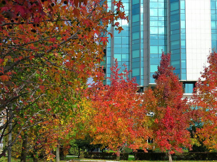 With Young Maple Trees In Autumn, Even Ugly Buildings Look Beautiful - Belgrade, Serbia