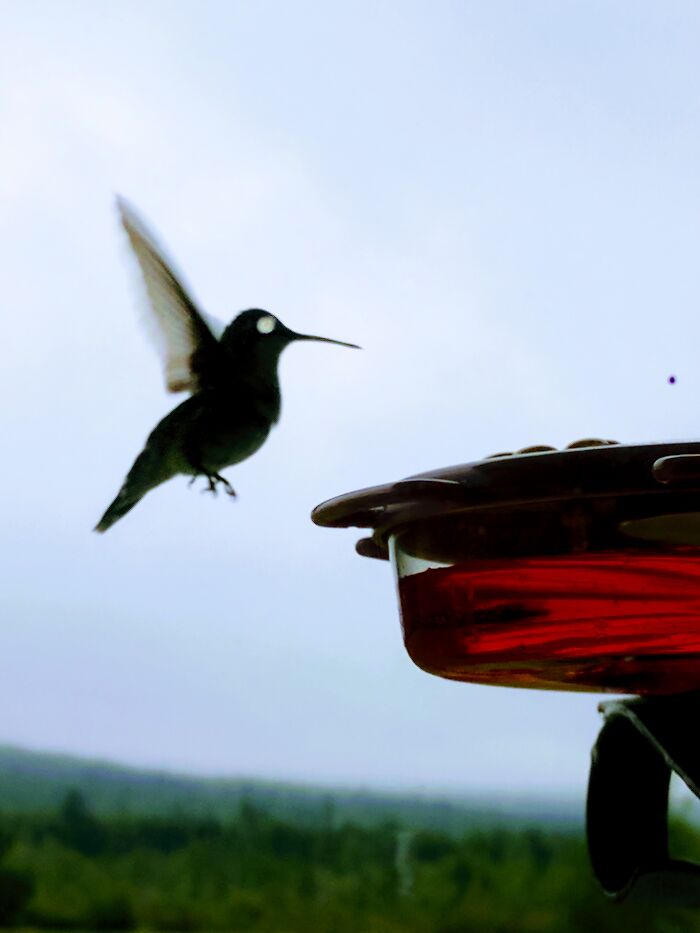 Phantom Hummingbird
