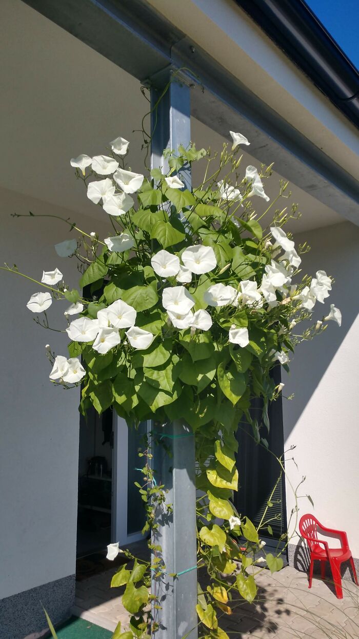 This White Variant Of The Trumpet Vine Grew From A Seed To A 3 Metres High Plant In Under 6 Months