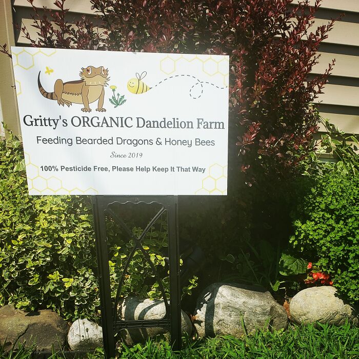 My Neighbor Didn't Like Seeing Dandelions On My Front Lawn And Offered To Spray Them With Pesticides. When I Objected, They (Jokingly) Asked If I Was Running A Dandelion Farm. So I Made Spite Signs That My Hoa Approved. Now They Have Dandelions And Signs To See And I Have 0 Regrets
