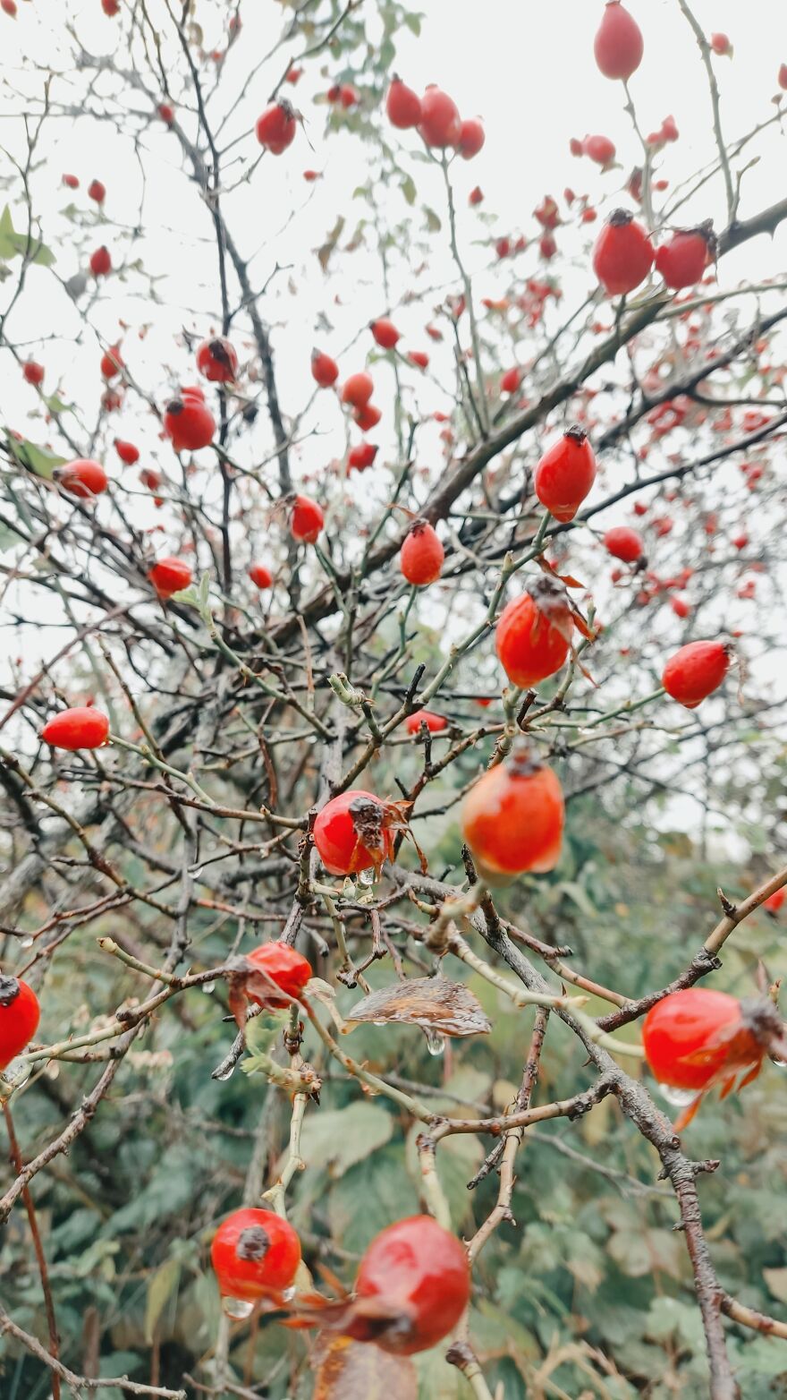 I Took Some Pics Of A Ukrainian Village