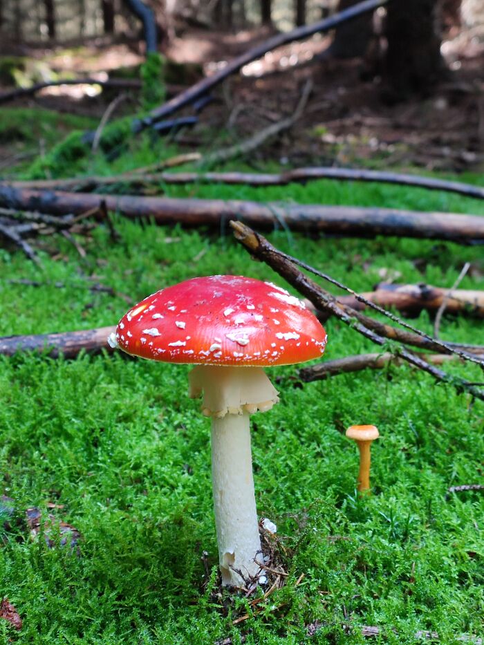 Some Fungi Are Only Edible Once. But Still Beautiful!