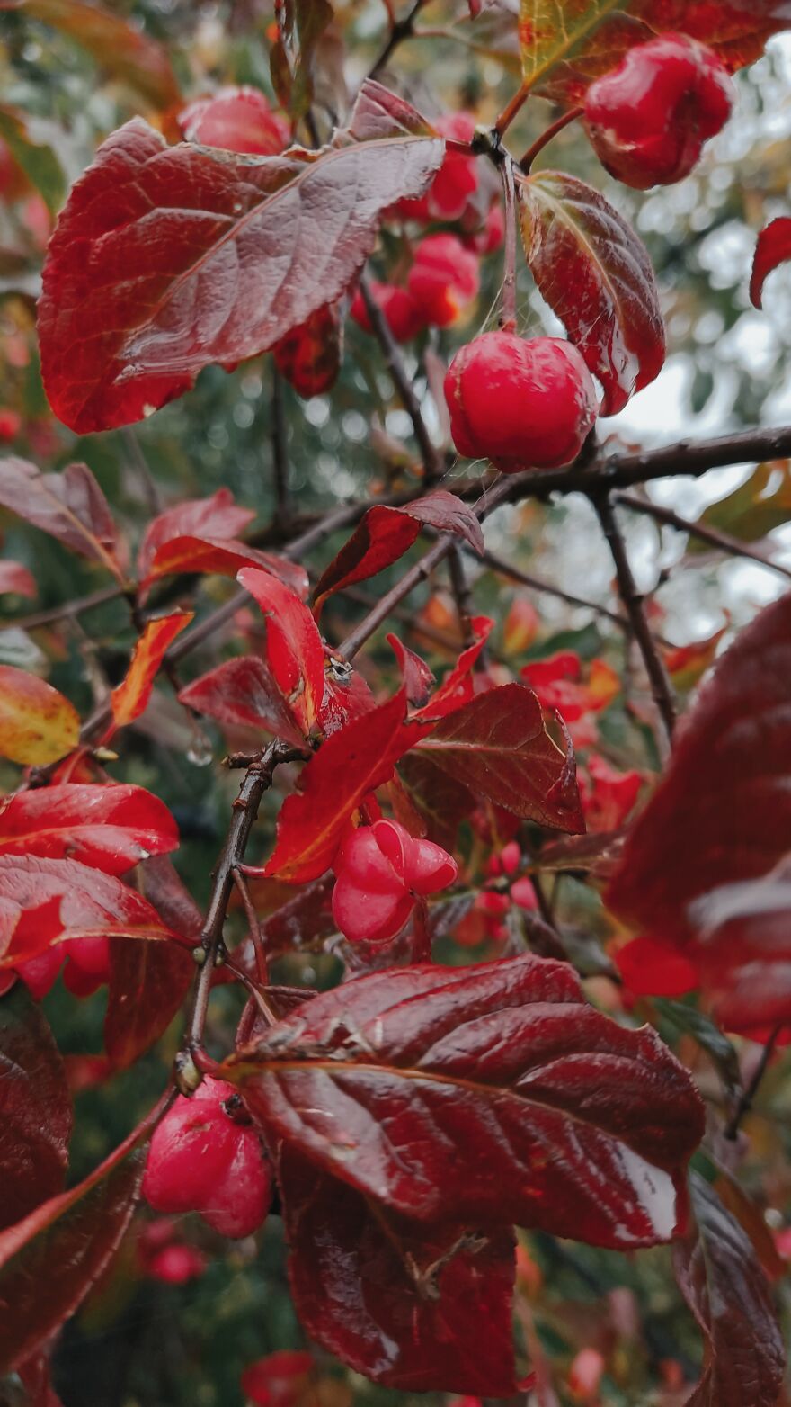 I Took Some Pics Of A Ukrainian Village