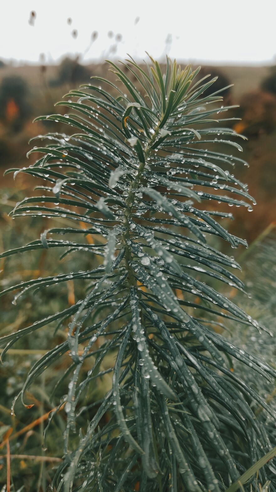 I Took Some Pics Of A Ukrainian Village