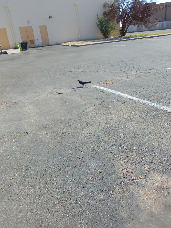 I Found A Bird Eating Dog Food Left In A Parking Lot Once And I Couldn't Catch Him Or Her Eating It