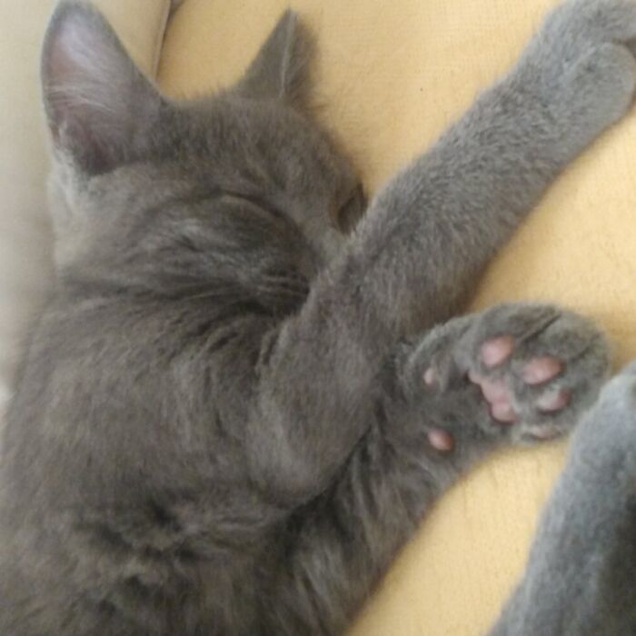 I Wouldn't Say Own, But Here's My Little Boy Hannibal. He's My Best Friend And My Family!