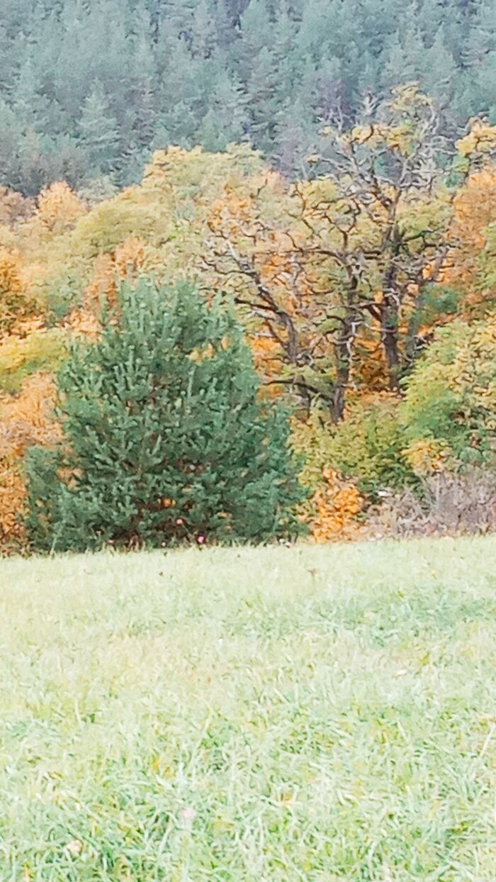 My Two Favorite Trees