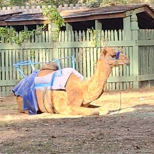 donnarherrington avatar