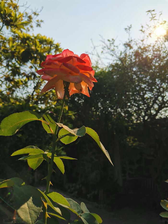 This Roses That, Although They Had Very Few Blossoms At The Time, They're Absolutely Gorgeous!