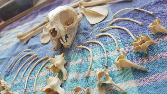 An Actual Cat Skeleton (The Cat Died In A Car Accident, It Had Belonged To My Mom)