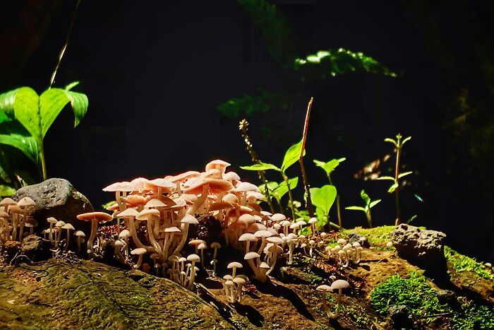 Mushroom City In Bali Indonesia