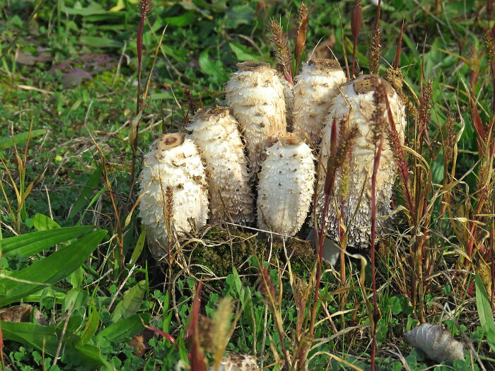 Coprinus Comatus, Shaggy Ink Cap, Lawyer's Wig, Or Shaggy Mane