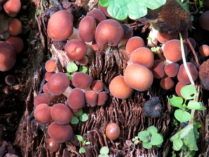 Cyclocybe Aegerita, Young Edible Mushroom With Extraordinary Taste, I Don't Know The English Name