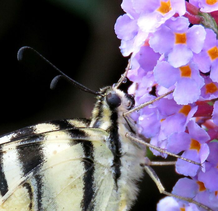 Wet The Swallow's Tail, We Both Got Wet That Day, But It Was Worth It