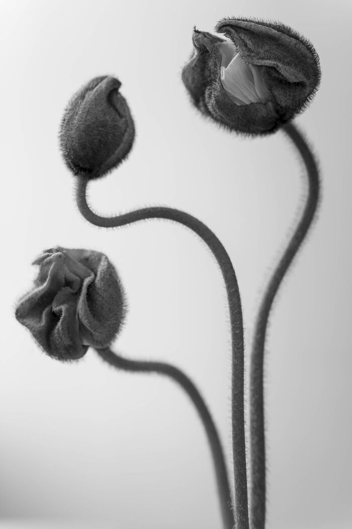 Poppy Trio © Mg Vander Elst