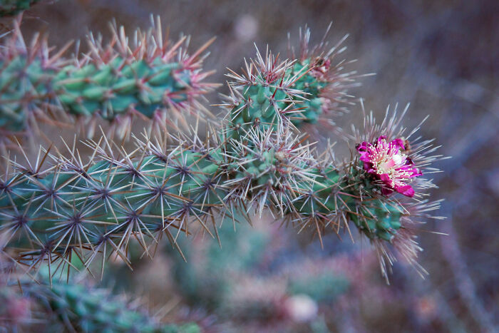 One Good Spiky Boi From San Pedro