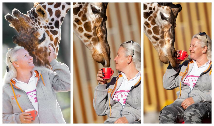 I Took Photos Of The Zookeeper Having Morning Coffee With Her Best Friend Giraffe (7 Pics)