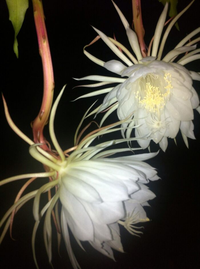 Night Blooming Cerius In The Wee Hours Of The Morning